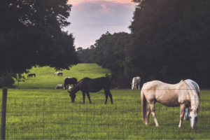 domestic migration